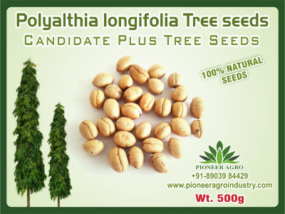 Polyalthia Longifolia